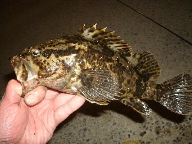 タケノコメバルは意外と知られていない大型に育つ美味しい魚です 初心者でもベテラン以上に大物釣りや数釣りができる防波堤釣りの極意