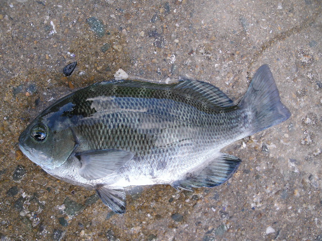 福岡市近郊の海釣りで使うウキの種類