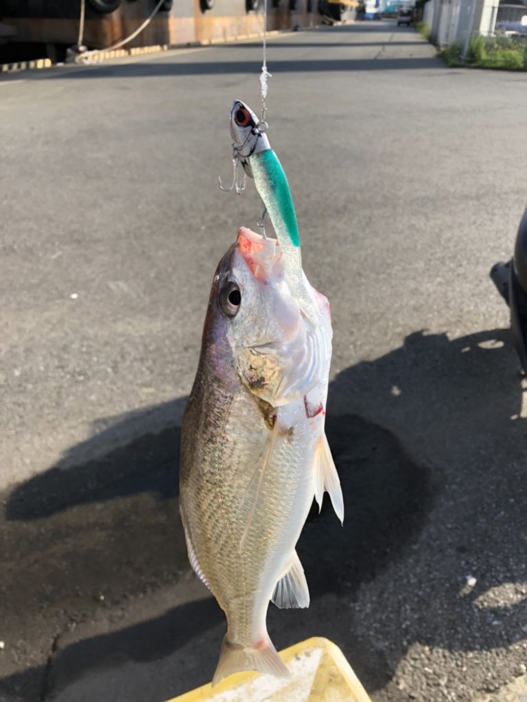福岡近郊の海で釣れる 釣れると鳴く魚